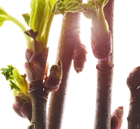 Black currant-Organic black currant bud extract-Ribes nigrum (black currant) bud extract