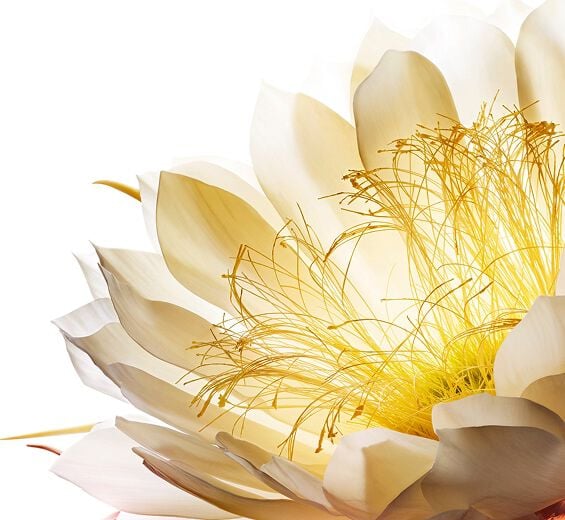 Moonlight flower Customer Services | CLARINS®