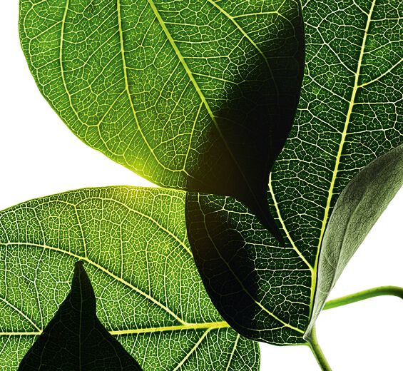 الجيمنيما-مستخلص الجيمنيما-Gymnema sylvestre leaf extract