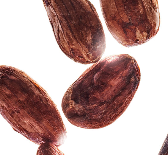 شجرة الكاكاو-مستخلص مسحوق الكاكاو-Theobroma cacao (cocoa) extract