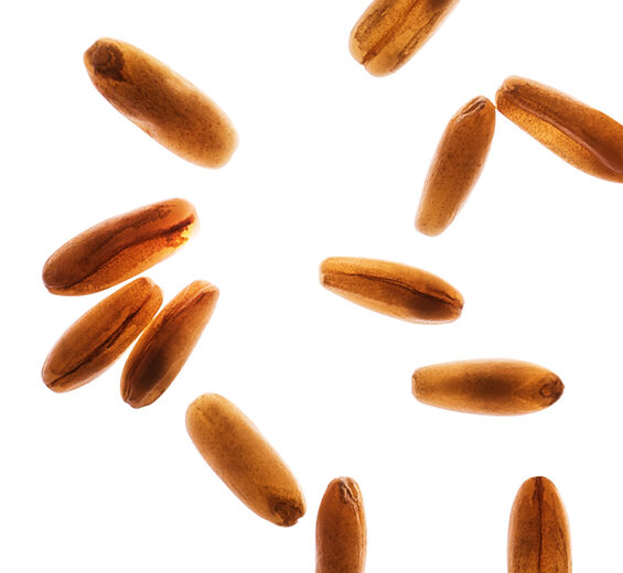 Oat-Organic oat sugars-Avena sativa (oat) kernel extract