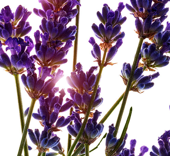 Lavender-Lavender essential oil-Lavandula angustifolia (lavender) oil