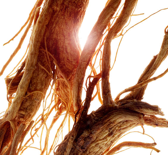 Ginseng-Ginseng extract-Panax ginseng root extract