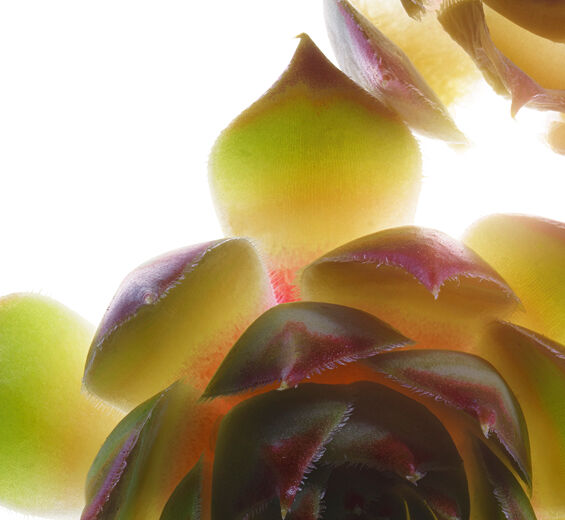 Houseleek-Organic houseleek extract-Sempervivum tectorum extract