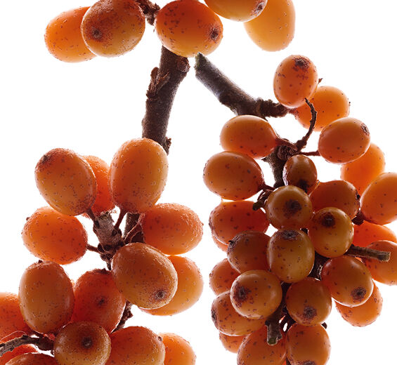 Seabuckthorn-Seabuckthorn extract (organic plant)-Hippophae Rhamnoides Kernel Extract