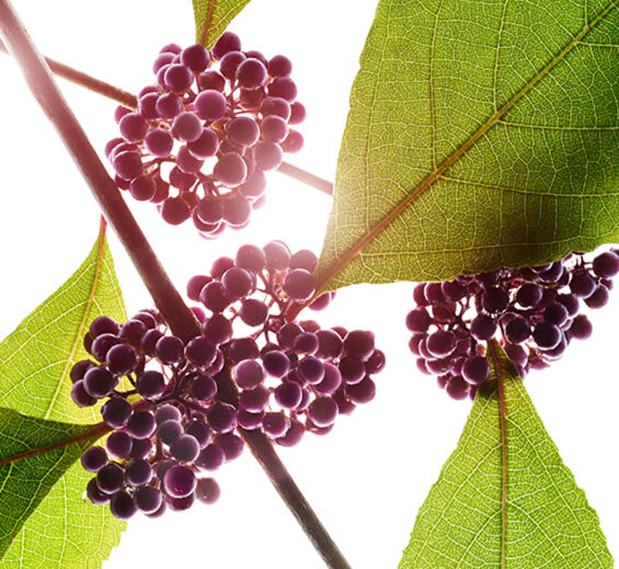 جميلة الثمر-مستخلص جميلة الثمر-Callicarpa japonica fruit extract