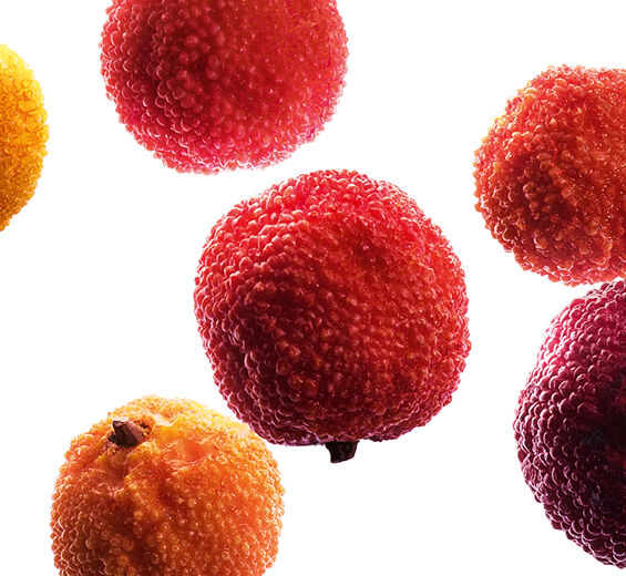 شجرة الفراولة-مستخلص فاكهة شجرة الفراولة العضوي-Arbutus unedo fruit extract