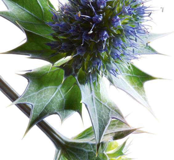 Sea holly-Organic sea holly extract-Eryngium maritimum extract