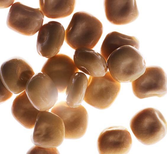 White lupine-Organic white lupine peptides-Hydrolyzed lupine protein