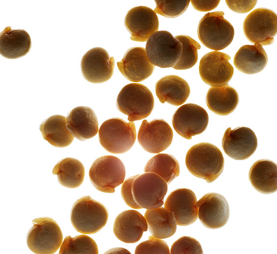 Quinoa-Quinoa extract-Chenopodium quinoa seed extract