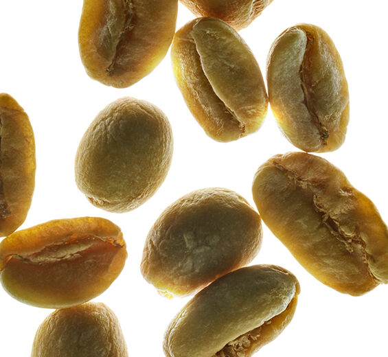 شجيرة القهوة العربية-نبتة الكافيين-Caffeine