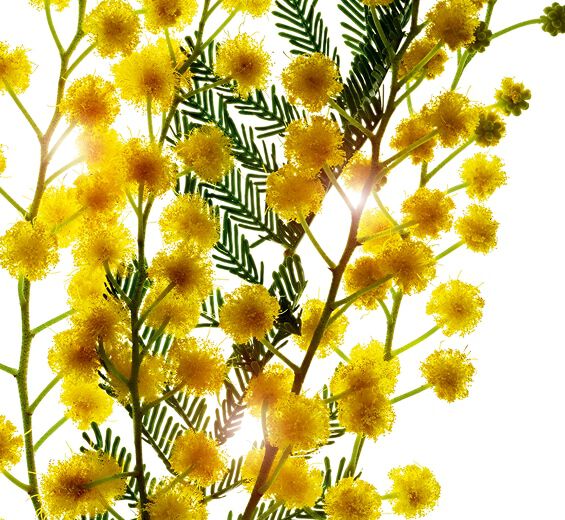 شجرة أكاسيا السنغال-لآلئ الأكاسيا الصغيرة-Acacia Senegal gum