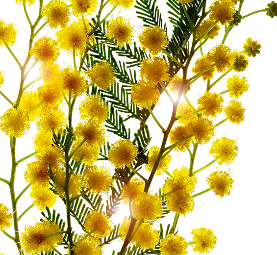 Mimosa tenuiflora-Mimosa tenuiflora extract-Sorbic acid
