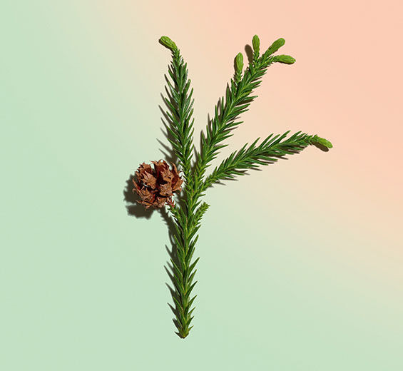 Cryptomeria-Organic cryptomeria extract-Cryptomeria japonica bud extract