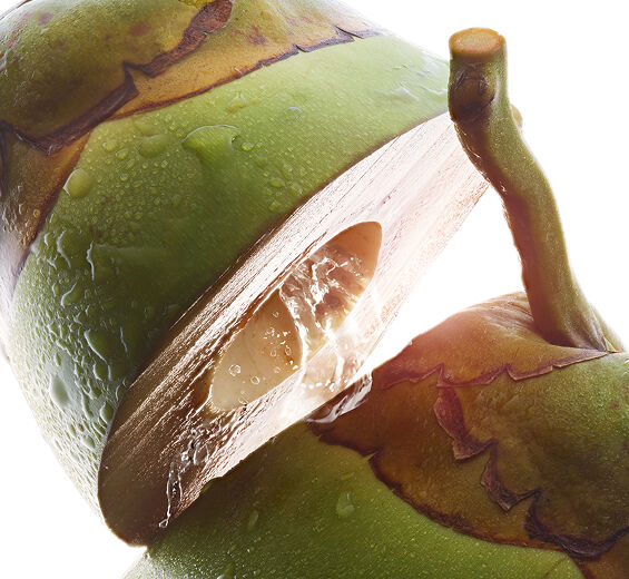 Coconut tree-Organic coconut water-Cocos nucifera (coconut) fruit juice