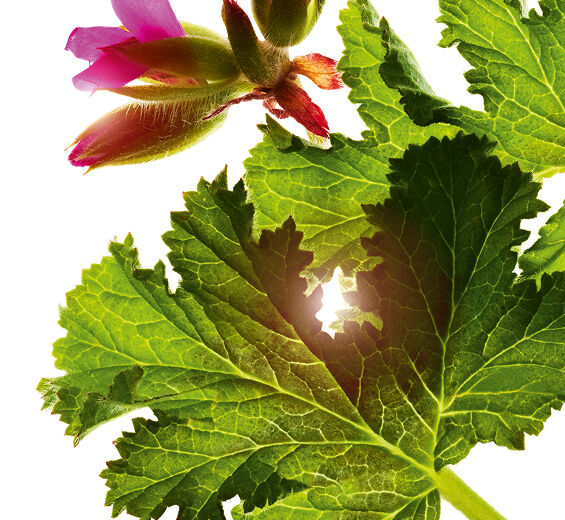 Sweet scented geranium-Sweet scented geranium essential oil-Pelargonium graveolens flower oil