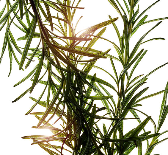 Rosemary-Rosemary essential oil-Rosmarinus officinalis (rosemary) leaf oil