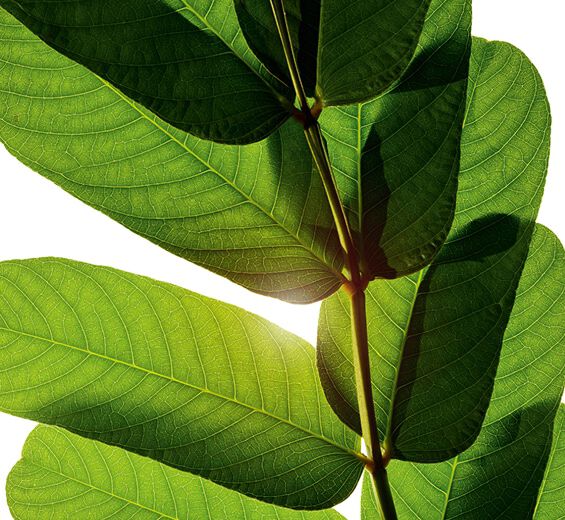 سَنا-مستخلص سَنا-Cassia alata leaf extract