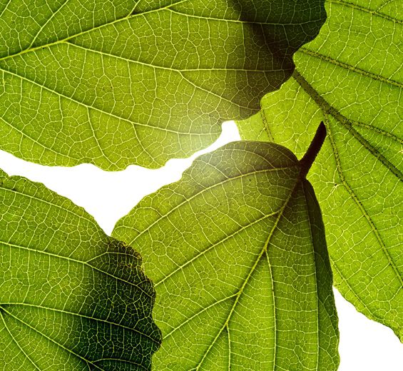 بندق الساحرة-مستخلص بندق الساحرة-Hamamelis virginiana (witch hazel) leaf extract