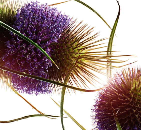 Teasel-Teasel extract ( organic plant )-Dipsacus sylvestris extract