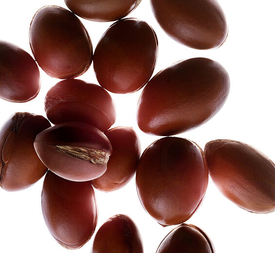 Argan tree-Organic argan oil-Argania spinosa kernel oil