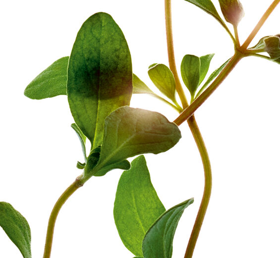 Marjoram-Marjoram extract (organic plant)-Origanum majorana leaf oil