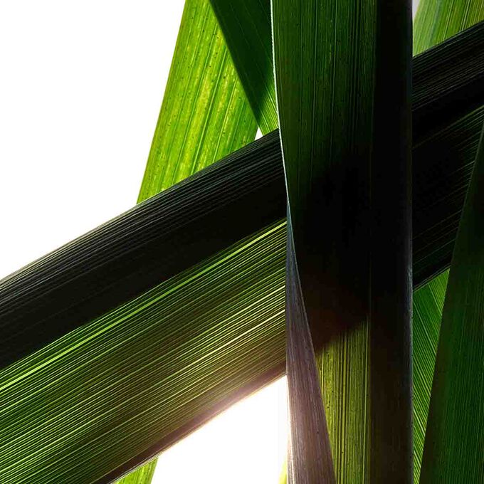 دبل سيروم &ndash; إصدار رأس السنة القمرية