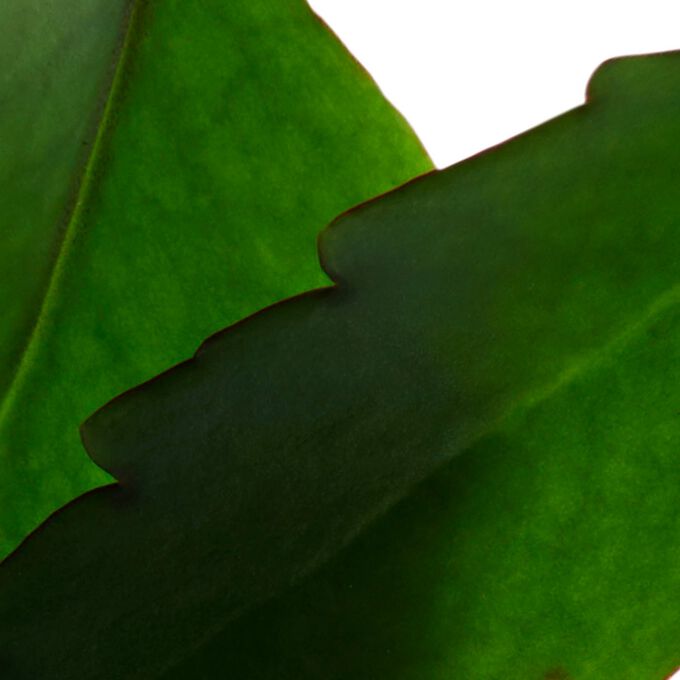 مقشر فريش سكراب