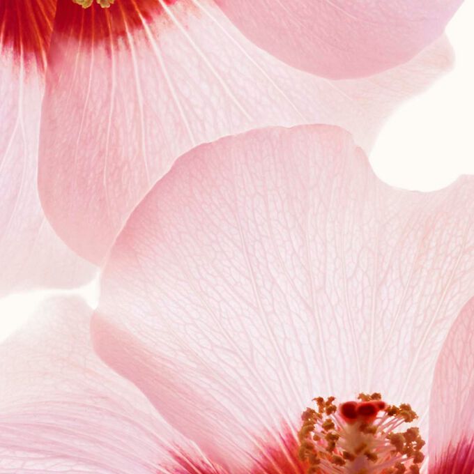 سيروم الجسم رينيو بلاس