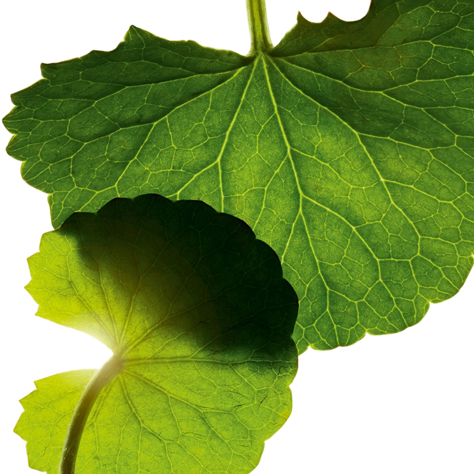 سرة الأرض-الأسياتيكوزيد-Asiaticoside