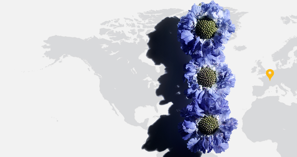 Scabious (Blue Button Flower)