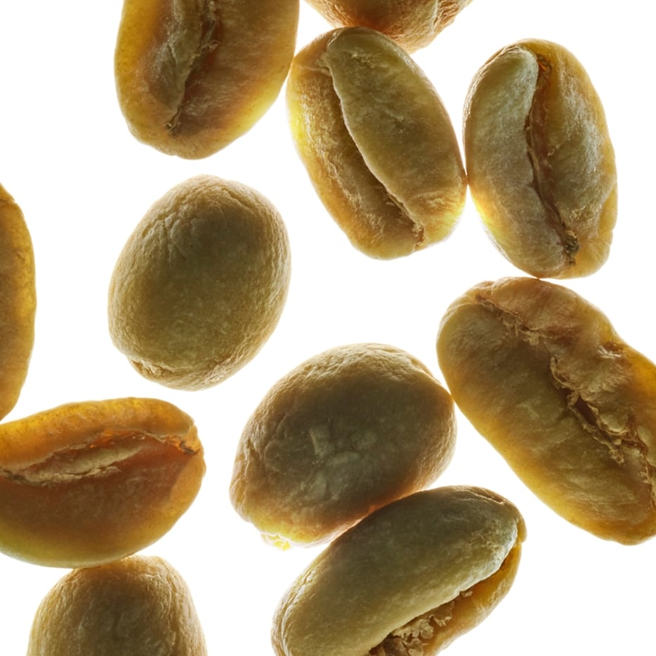 شجيرة القهوة العربية-نبتة الكافيين-Caffeine