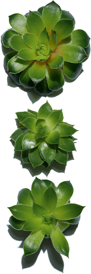 Organic houseleek