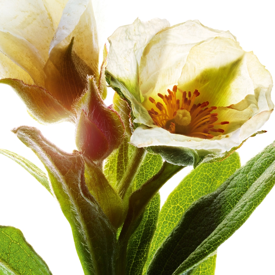 القريضة المتوسطية-مستخلص القريضة المتوسطية العضوي-Cistus monspeliensis extract
