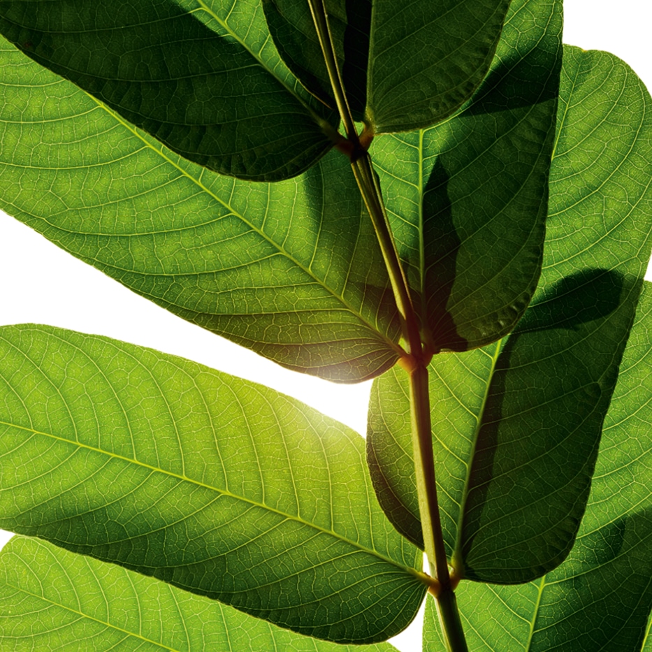 سَنا-مستخلص سَنا-Cassia alata leaf extract