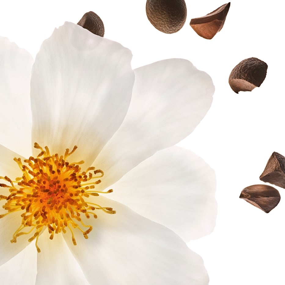 الكاميليا-زيت الكاميليا العضوي-Camellia oleifera seed oil