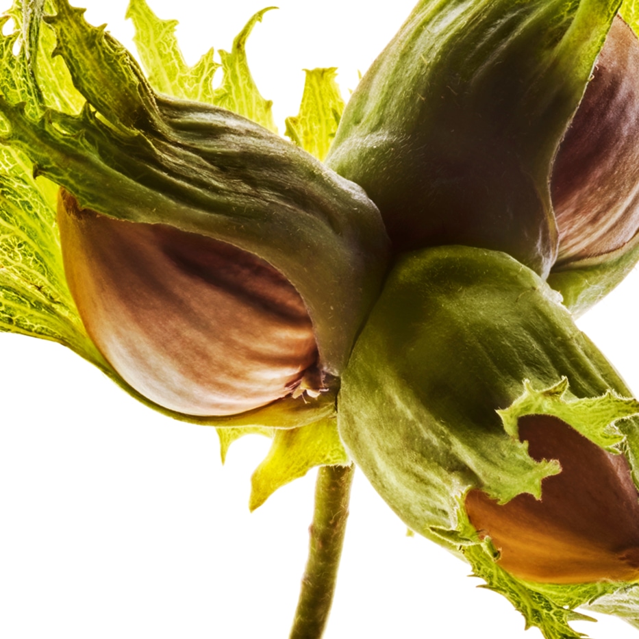 البندق-زيت البندق العضوي-Corylus avellana (hazel) seed oil