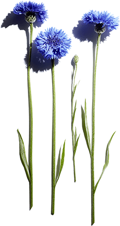 Cornflower