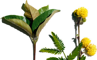 Harungana and cassia flower