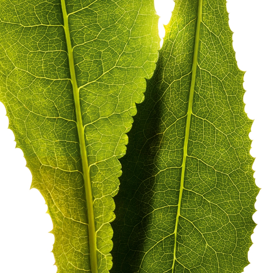 الهندباء-مستخلص الهندباء-Cichorium intybus (chicory) leaf extract