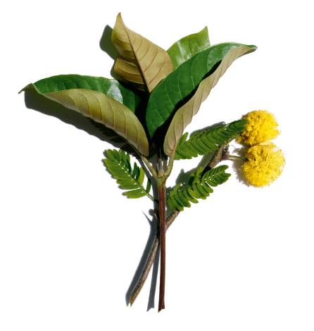 Organic harungana and cassie flower