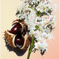 Horse chestnut flower