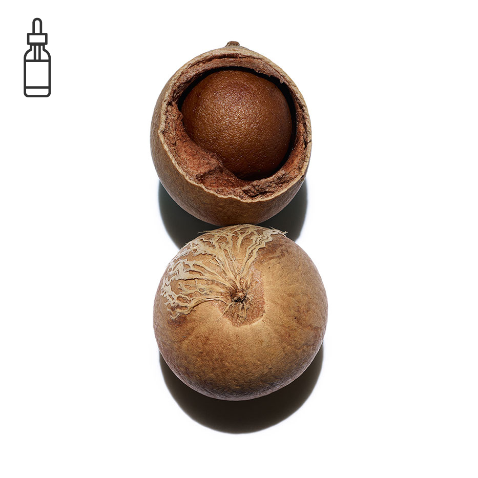 التامانو-زيت التامانو العضوي-Calophyllum inophyllum seed oil